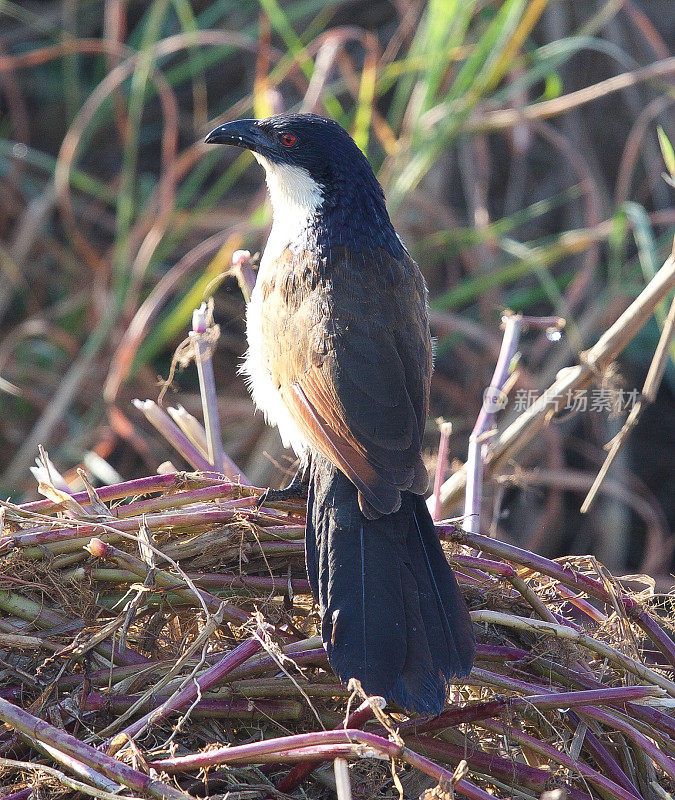 Coppery-tailed Coucal